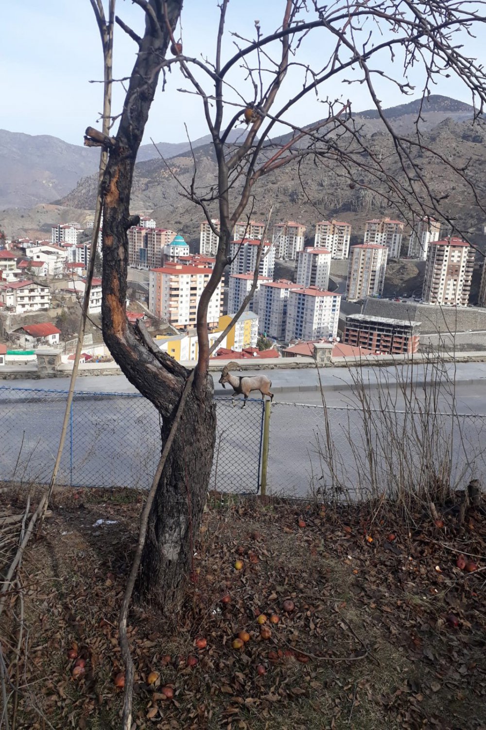 GÜMÜŞHANE DAĞLARININ SÜSÜ OLARAK KABUL EDİLEN VE KAYALARIN USTA TIRMANICISI OLAN YABAN KEÇİLERİ GÜMÜŞHANE KENT MERKEZİNE KADAR İNDİ