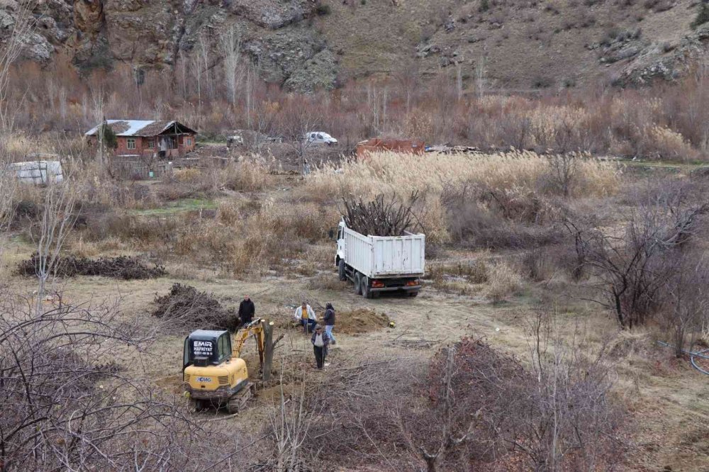 ARTVİN'DE ÇORUH NEHRİ ÜZERİNDE SU TUTMAYA BAŞLAYAN YUSUFELİ BARAJI'NIN İLÇE MERKEZİ VE KÖYLERİ SULAR ALTINDA BIRAKACAK OLMASI NEDENİYLE BAHÇELERDEKİ MEYVE AĞAÇLARINI İŞ MAKİNELERİ İLE SÖKÜLEREK OLTU'DA BAHÇELERE DİKİLİYOR