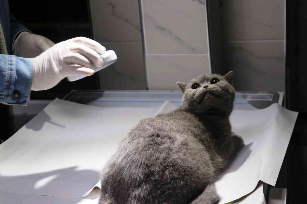 "KEDİ, KÖPEK VE GELİNCİKLERİN KİMLİKLENDİRİLMESİ VE KAYIT ALTINA ALINMASINA DAİR YÖNETMELİK" ÇERÇEVESİNDE SAMSUN'DA 2022 YILINDA TOPLAM 29 BİN 891 EVCİL HAYVAN KAYIT ALTINA ALINDI