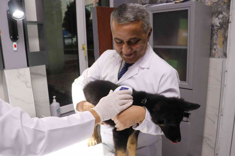 "KEDİ, KÖPEK VE GELİNCİKLERİN KİMLİKLENDİRİLMESİ VE KAYIT ALTINA ALINMASINA DAİR YÖNETMELİK" ÇERÇEVESİNDE SAMSUN'DA 2022 YILINDA TOPLAM 29 BİN 891 EVCİL HAYVAN KAYIT ALTINA ALINDI