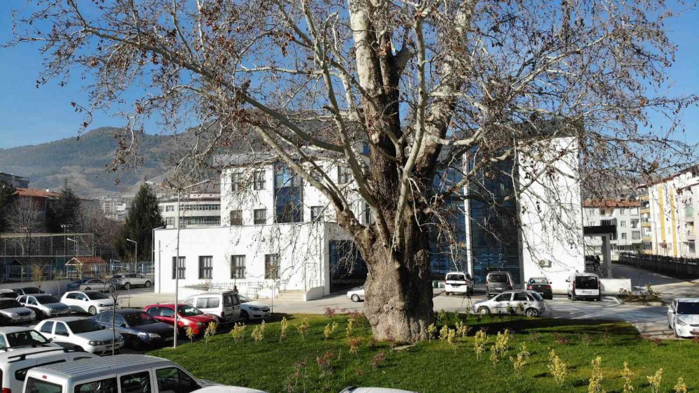 TOKAT'TA, OSMANLI DÖNEMİ'NDE DİKİLDİĞİ TAHMİN EDİLEN 5 ASIRLIK ÇINAR AĞACI KORUMA ALTINA ALINDI