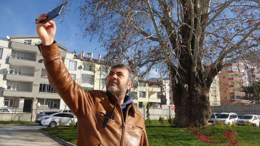 TOKAT'TA, OSMANLI DÖNEMİ'NDE DİKİLDİĞİ TAHMİN EDİLEN 5 ASIRLIK ÇINAR AĞACI KORUMA ALTINA ALINDI