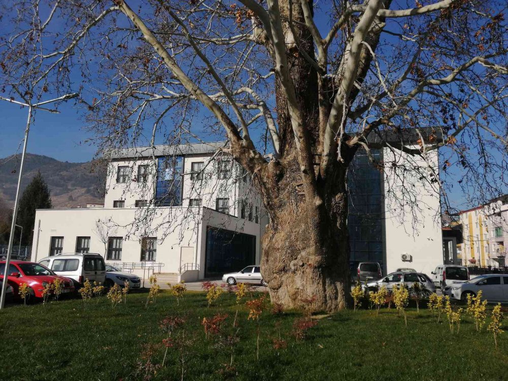 TOKAT'TA, OSMANLI DÖNEMİ'NDE DİKİLDİĞİ TAHMİN EDİLEN 5 ASIRLIK ÇINAR AĞACI KORUMA ALTINA ALINDI