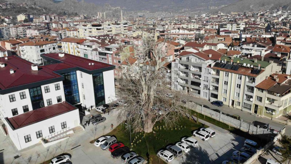 TOKAT'TA, OSMANLI DÖNEMİ'NDE DİKİLDİĞİ TAHMİN EDİLEN 5 ASIRLIK ÇINAR AĞACI KORUMA ALTINA ALINDI