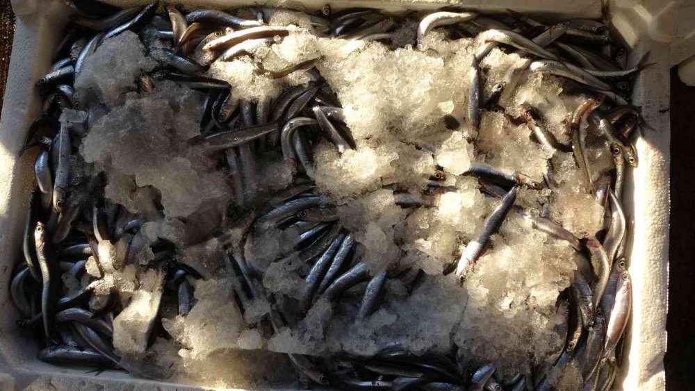 BALIK HALLERİNDE BUGÜNLERDE EN DURGUN DÖNEMİNİ YAŞARKEN, GELEN HAMSİ MİKTARI DA GÜN GEÇTİKÇE AZALIYOR. 1 AY ÖNCESİNE KADAR BALIK HALİNE 2 BİN KASANIN ÜZERİNDE HAMSİ GELİRKEN BU RAKAM NEREDEYSE 500 KASAYA KADAR GERİLEDİ