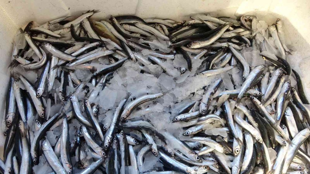 BALIK HALLERİNDE BUGÜNLERDE EN DURGUN DÖNEMİNİ YAŞARKEN, GELEN HAMSİ MİKTARI DA GÜN GEÇTİKÇE AZALIYOR. 1 AY ÖNCESİNE KADAR BALIK HALİNE 2 BİN KASANIN ÜZERİNDE HAMSİ GELİRKEN BU RAKAM NEREDEYSE 500 KASAYA KADAR GERİLEDİ