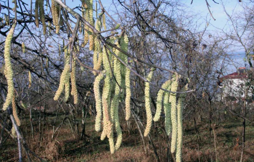 HAVA SICAKLIKLARININ MEVSİM NORMALLERİNİN ÜZERİNDE GEÇMESİ FINDIK ÜRETİCİLERİNİ TEDİRGİN EDERKEN, YAŞANABİLECEK ZİRAİ DON RİSKİNE KARŞI TARIM SİGORTASI UYARILARINDA BULUNULDU