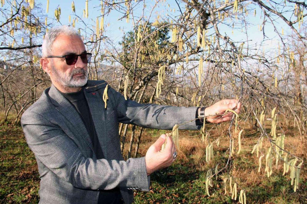 HAVA SICAKLIKLARININ MEVSİM NORMALLERİNİN ÜZERİNDE GEÇMESİ FINDIK ÜRETİCİLERİNİ TEDİRGİN EDERKEN, YAŞANABİLECEK ZİRAİ DON RİSKİNE KARŞI TARIM SİGORTASI UYARILARINDA BULUNULDU