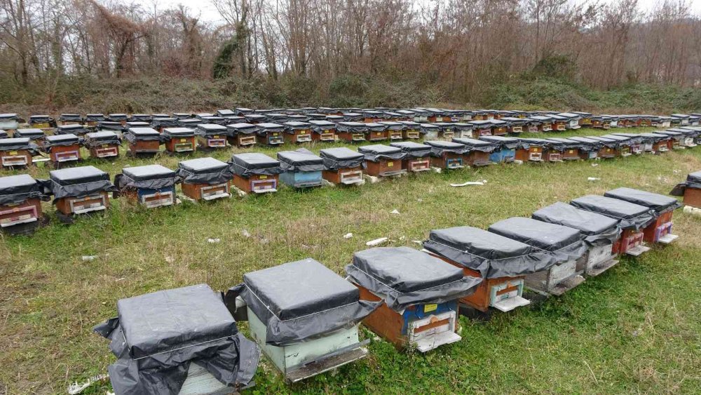 ORDU'DA BU YIL KIŞ KURAK GEÇİNCE BAL ARILARI KIŞ UYKUSUNA YATAMADI. UYUMASI GEREKEN ARILAR UÇMAYA BAŞLAYINCA, KIŞLIK YİYECEKLERİ OLAN BALLARI DA ERKEN TÜKETTİ