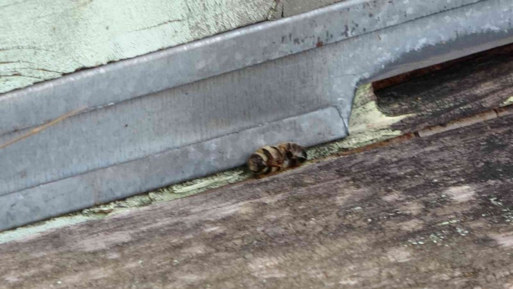 ORDU'DA BU YIL KIŞ KURAK GEÇİNCE BAL ARILARI KIŞ UYKUSUNA YATAMADI. UYUMASI GEREKEN ARILAR UÇMAYA BAŞLAYINCA, KIŞLIK YİYECEKLERİ OLAN BALLARI DA ERKEN TÜKETTİ