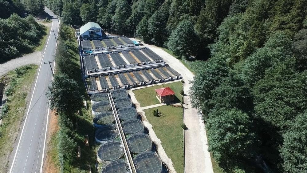 TRABZON’DA 2022 YILINDA 2 MİLYON 100 BİN ADET YAVRU DOĞAL ALABALIK ÜRETİMİ YAPILDI