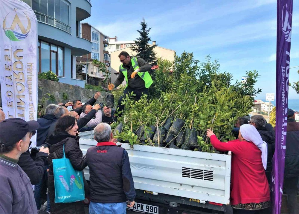 GEÇMİŞTE MEYVE BAHÇELERİ İLE ANILAN ORDU'NUN ALTINORDU'NUN TARİHİ MİRASINI BUGÜNE TAŞIYARAK YENİDEN CANLANDIRIYOR. ALTINORDU BELEDİYESİ 341 BİN FİDANI TOPRAKLA BULUŞTURDU