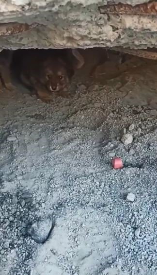 ARTVİN'DE BARAJ SULARI ALTINDA KALACAK OLAN YUSUFELİ İLÇESİNDE YIKILAN BETON BLOKLARDA MAHSUR KALAN YAVRU KÖPEKLER, İŞ MAKİNESİ YARDIMIYLA KURTARILDI