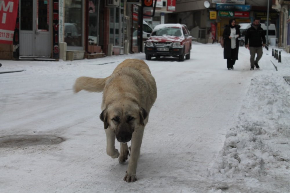 BAYBURT'TA GECE SAATLERİNDE BAŞLAYAN KAR YAĞIŞI SABAHA KADAR DEVAM ETTİ. KENTİ BEYAZA BÜRÜYEN KAR YAĞIŞININ ARDINDAN SOĞUK HAVA DA ETKİSİNİ GÖSTERDİ
