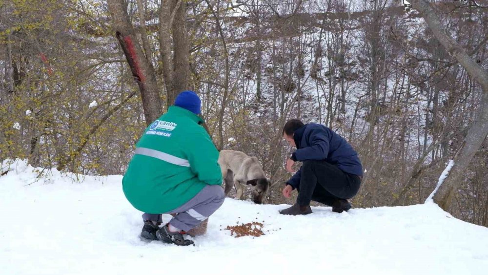 CANİK BELEDİYESİ ARAMA KURTARMA EKİPLERİ, KAR YAĞIŞININ ETKİLİ OLDUĞU İLÇEDE SOKAK HAYVANLARININ YİYECEK SIKINTISI YAŞAMAMASI İÇİN SEFERBER OLDU