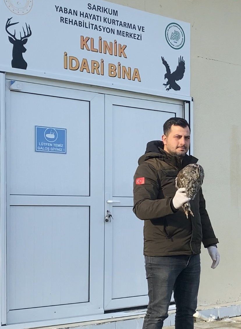 SİNOP'UN ERFELEK İLÇESİNDE YARALI HALDE BULUNAN BAYKUŞ, SARIKUM YABAN HAYATI KURTARMA VE REHABİLİTASYON MERKEZİ'NDE TEDAVİ EDİLDİKTEN SONRA  DOĞAYA SALINDI