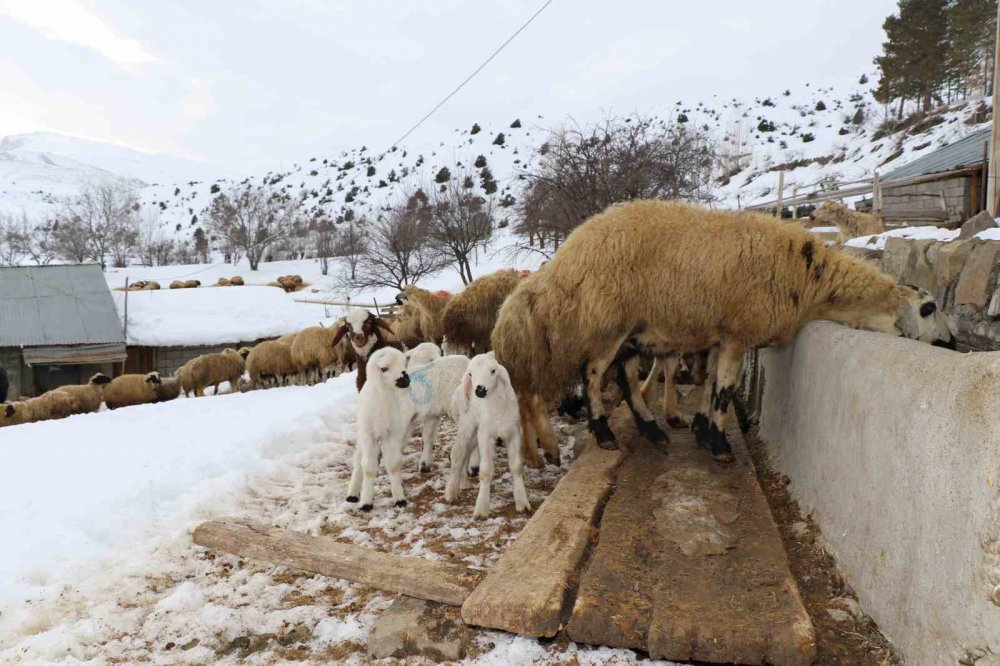 YAŞAM DEVAM EDİYOR. BAYBURT’TA KOYUNLARIN KUZULAMAYA BAŞLAMASIYLA AĞILLARDA TATLI BİR TELAŞ YAŞANIYOR