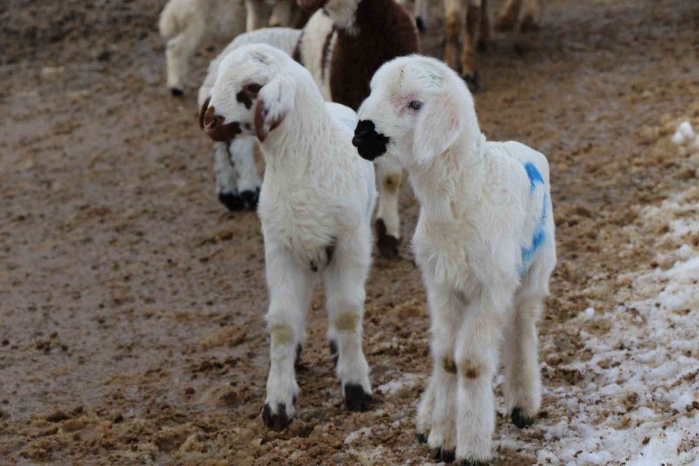 YAŞAM DEVAM EDİYOR. BAYBURT’TA KOYUNLARIN KUZULAMAYA BAŞLAMASIYLA AĞILLARDA TATLI BİR TELAŞ YAŞANIYOR