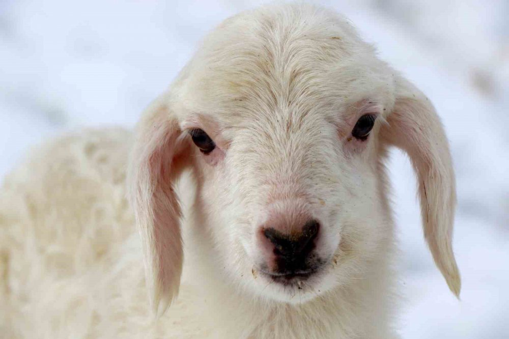 YAŞAM DEVAM EDİYOR. BAYBURT’TA KOYUNLARIN KUZULAMAYA BAŞLAMASIYLA AĞILLARDA TATLI BİR TELAŞ YAŞANIYOR