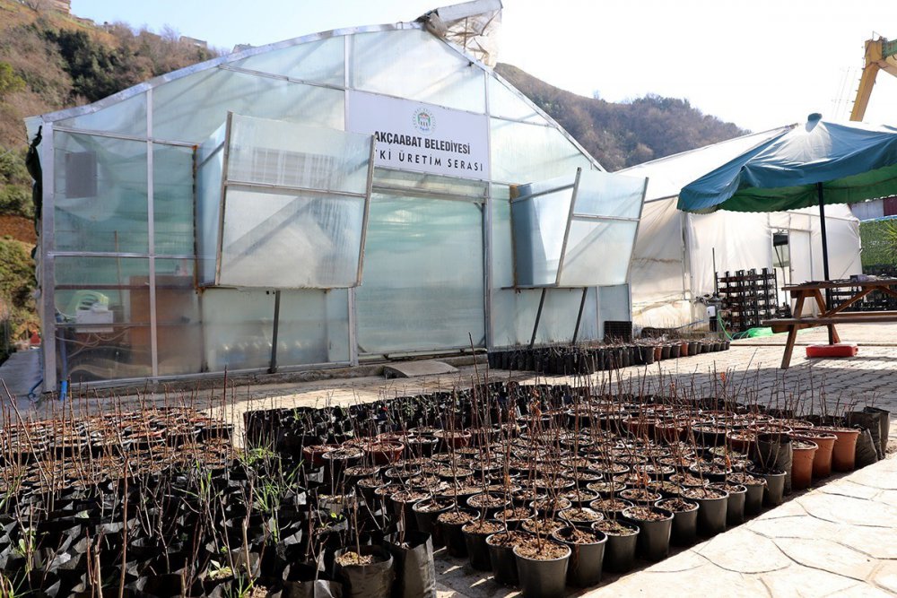 TRABZON'UN AKÇAABAT İLÇE BELEDİYESİ, İLÇE TARIM MÜDÜRLÜĞÜ VE AKÇAABAT ZİRAAT ODASI İLE İŞBİRLİĞİ HALİNDE YAPILAN "ARONYA ÇİFTÇİ DESTEKLEME PROJESİ " KAPSAMINDA ARONYA YETİŞTİRİCİLİĞİ BAŞVURU SONUÇLARI BELLİ OLDU