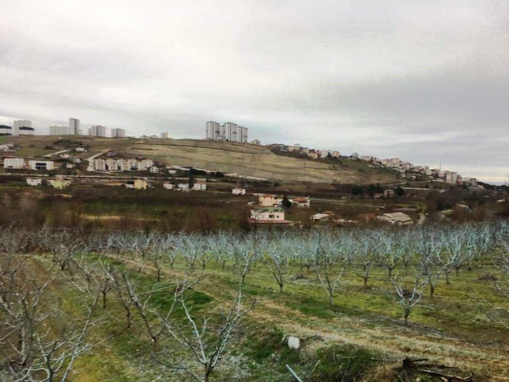 SAMSUN İL TARIM VE ORMAN MÜDÜRLÜĞÜ TARAFINDAN, MEYVELERDE "BORDO BULAMACI" UYGULAMA ZAMANININ GELDİĞİ DUYURULDU
