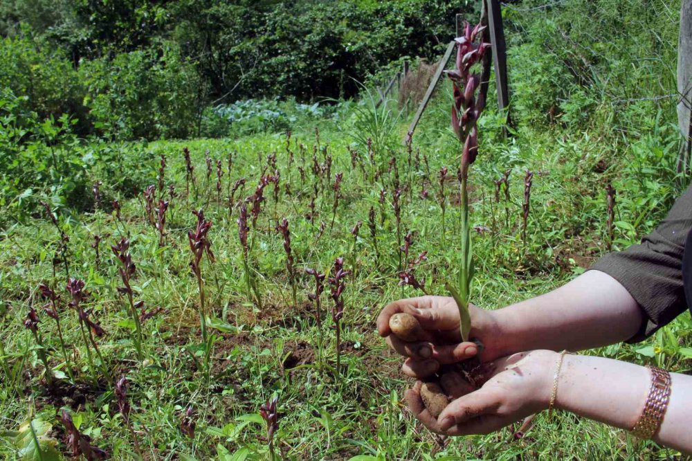 GİRESUN'DA FINDIĞA EK GELİR OLARAK MAVİ YEMİŞ VE SALEP ÜRETİMİNİN GELİŞTİRİLMESİNE YÖNELİK İL TARIM VE ORMAN MÜDÜRLÜĞÜ TARAFINDA HİBE DESTEĞİ VERİLECEĞİ DUYURULDU