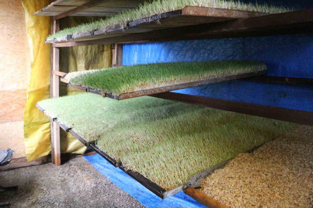 6 METREKARELİK ALANDA HAYVANLARI İÇİN YEM ÜRETİYOR. RİZE'DE EMEKLİ BEDEN EĞİTİMİ ÖĞRETMENİ RECEP KAYA HOBİ OLARAK BAŞLADIĞI HAYVANCILIĞI GELİŞTİREREK HAYVANLARI İÇİN ARPA HASILI ÜRETİYOR