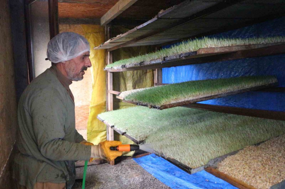 6 METREKARELİK ALANDA HAYVANLARI İÇİN YEM ÜRETİYOR. RİZE'DE EMEKLİ BEDEN EĞİTİMİ ÖĞRETMENİ RECEP KAYA HOBİ OLARAK BAŞLADIĞI HAYVANCILIĞI GELİŞTİREREK HAYVANLARI İÇİN ARPA HASILI ÜRETİYOR