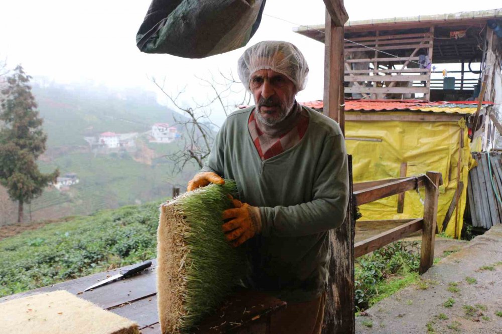 6 METREKARELİK ALANDA HAYVANLARI İÇİN YEM ÜRETİYOR. RİZE'DE EMEKLİ BEDEN EĞİTİMİ ÖĞRETMENİ RECEP KAYA HOBİ OLARAK BAŞLADIĞI HAYVANCILIĞI GELİŞTİREREK HAYVANLARI İÇİN ARPA HASILI ÜRETİYOR