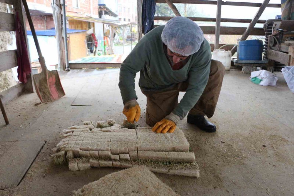 6 METREKARELİK ALANDA HAYVANLARI İÇİN YEM ÜRETİYOR. RİZE'DE EMEKLİ BEDEN EĞİTİMİ ÖĞRETMENİ RECEP KAYA HOBİ OLARAK BAŞLADIĞI HAYVANCILIĞI GELİŞTİREREK HAYVANLARI İÇİN ARPA HASILI ÜRETİYOR