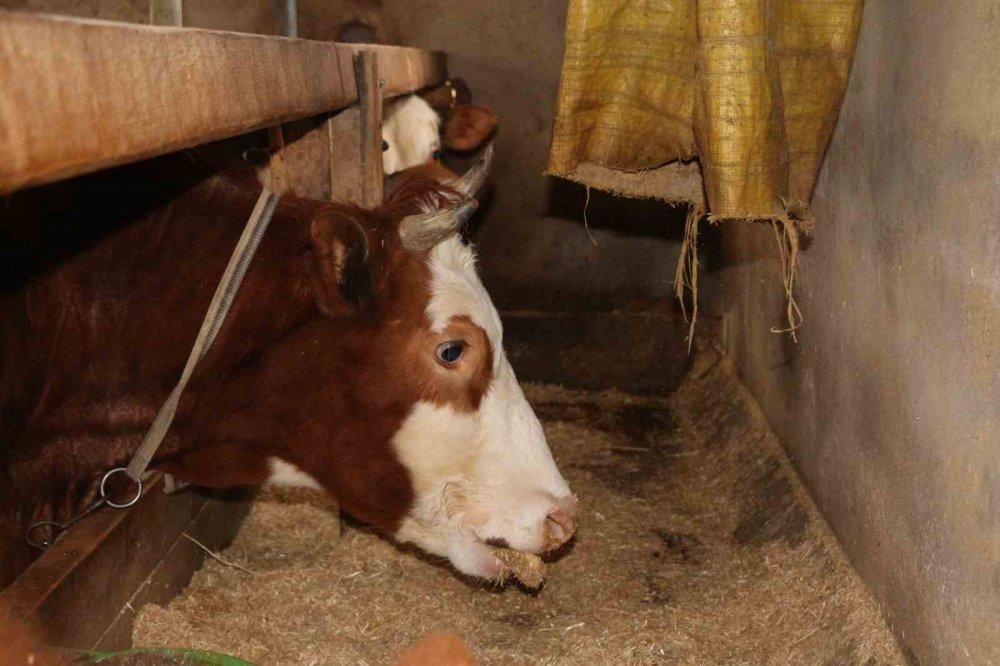 6 METREKARELİK ALANDA HAYVANLARI İÇİN YEM ÜRETİYOR. RİZE'DE EMEKLİ BEDEN EĞİTİMİ ÖĞRETMENİ RECEP KAYA HOBİ OLARAK BAŞLADIĞI HAYVANCILIĞI GELİŞTİREREK HAYVANLARI İÇİN ARPA HASILI ÜRETİYOR