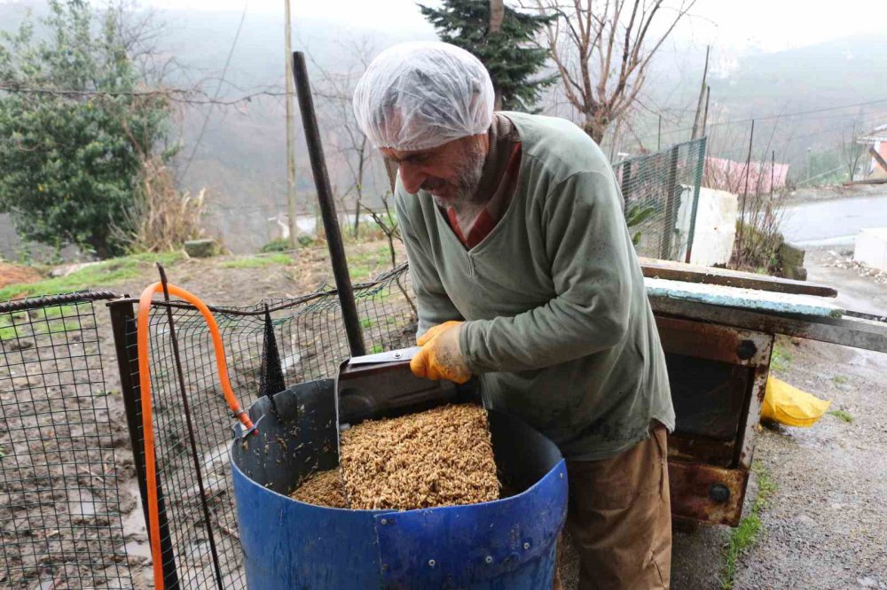 6 METREKARELİK ALANDA HAYVANLARI İÇİN YEM ÜRETİYOR. RİZE'DE EMEKLİ BEDEN EĞİTİMİ ÖĞRETMENİ RECEP KAYA HOBİ OLARAK BAŞLADIĞI HAYVANCILIĞI GELİŞTİREREK HAYVANLARI İÇİN ARPA HASILI ÜRETİYOR