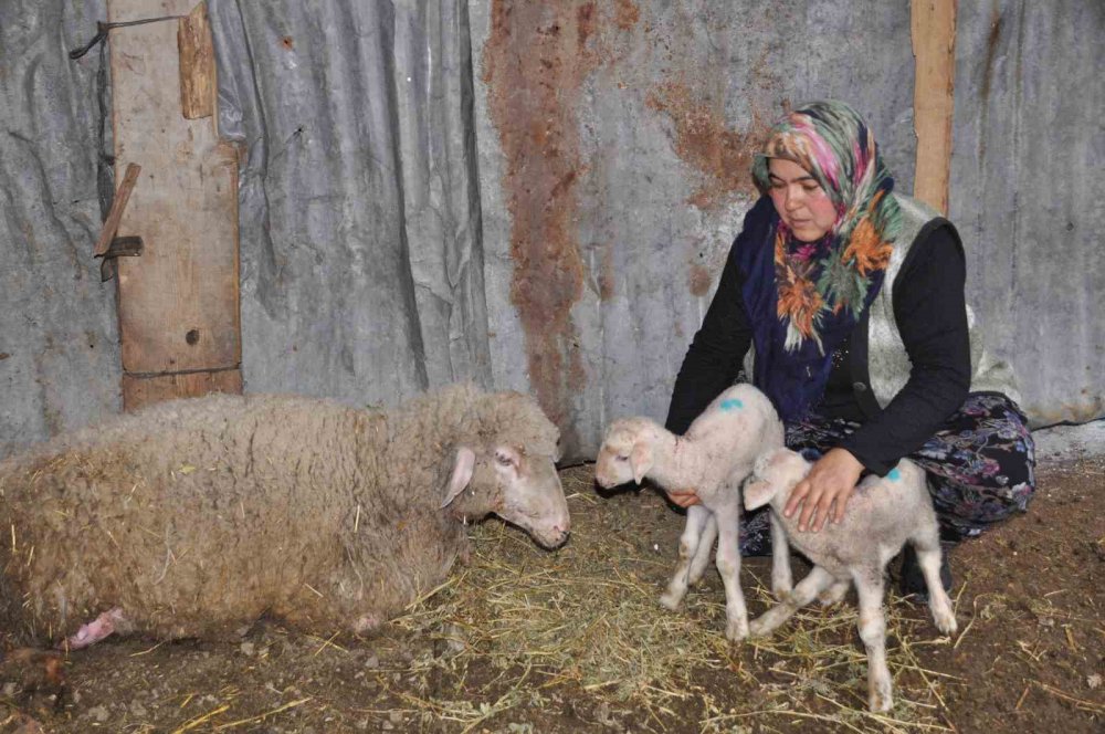 BOLU'NUN MUDURNU İLÇESİNDE TEK GEÇİM KAYNAKLARI HAYVANCILIK OLAN ÇİFTİN KOYUNU, SEZARYEN İLE İKİZ DOĞURDU