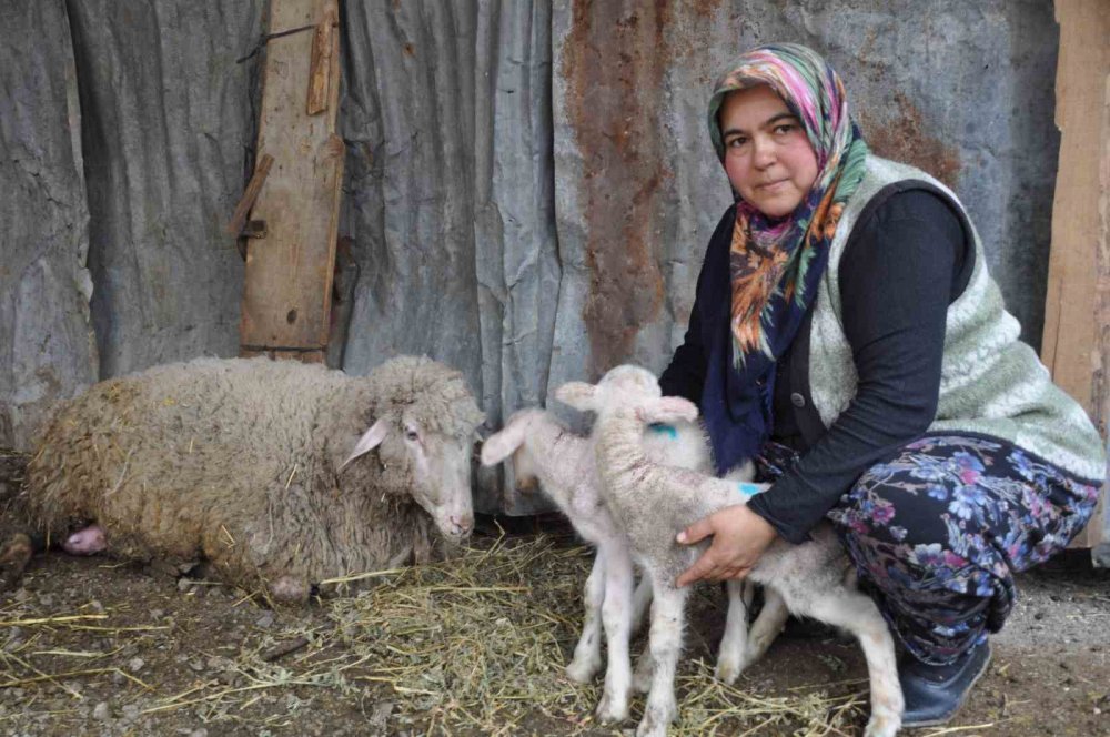 BOLU'NUN MUDURNU İLÇESİNDE TEK GEÇİM KAYNAKLARI HAYVANCILIK OLAN ÇİFTİN KOYUNU, SEZARYEN İLE İKİZ DOĞURDU