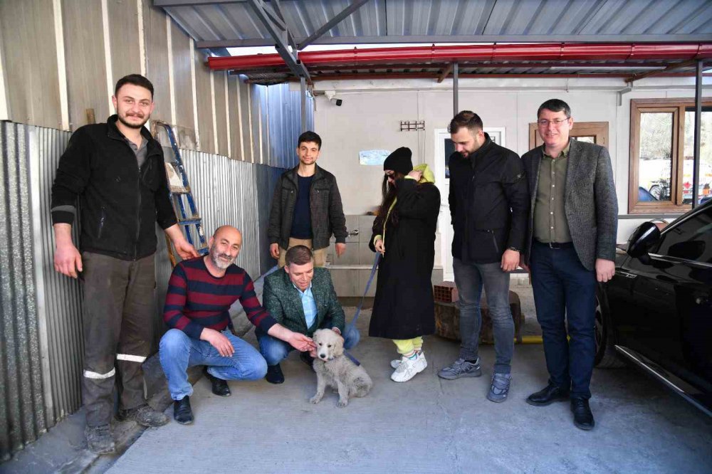 DEPREMDE ENKAZ ALTINDAN KURTARILAN KÖPEK TRABZON'DA SAHİPLENDİRİLDİ. ORTAHİSAR BELEDİYE BAŞKANI AHMET METİN GENÇ'İN HAREKETE GEÇMESİ İLE TRABZON'A GETİRİLEN KÖPEĞİ BÜŞRA BOĞUÇLU İSİMLİ HAYVANSEVER SAHİPLENDİ