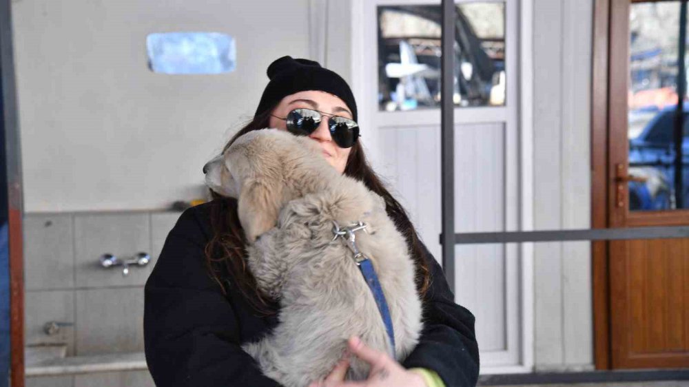 DEPREMDE ENKAZ ALTINDAN KURTARILAN KÖPEK TRABZON'DA SAHİPLENDİRİLDİ. ORTAHİSAR BELEDİYE BAŞKANI AHMET METİN GENÇ'İN HAREKETE GEÇMESİ İLE TRABZON'A GETİRİLEN KÖPEĞİ BÜŞRA BOĞUÇLU İSİMLİ HAYVANSEVER SAHİPLENDİ