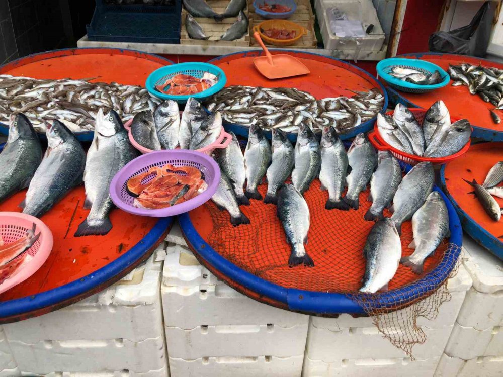 TRABZON'UN ARSİN İLÇESİ AÇIKLARINDAKİ BALIK KAFESLERİNİN BİLİNMEYEN BİR NEDENLE YIRTILMASI SONUCU KAFESTEN KAÇAN SOMONLAR HEM OLTA , HEM DE KIYI BALIKÇILARI TARAFINDAN TUTULURKEN, RİZE'DE TEZGAHLARDA YARI FİYATINA SATILIYOR