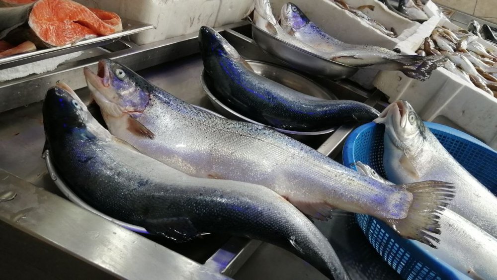 TRABZON'UN ARSİN İLÇESİ AÇIKLARINDAKİ BALIK KAFESLERİNİN BİLİNMEYEN BİR NEDENLE YIRTILMASI SONUCU KAFESTEN KAÇAN SOMONLAR HEM OLTA , HEM DE KIYI BALIKÇILARI TARAFINDAN TUTULURKEN, RİZE'DE TEZGAHLARDA YARI FİYATINA SATILIYOR