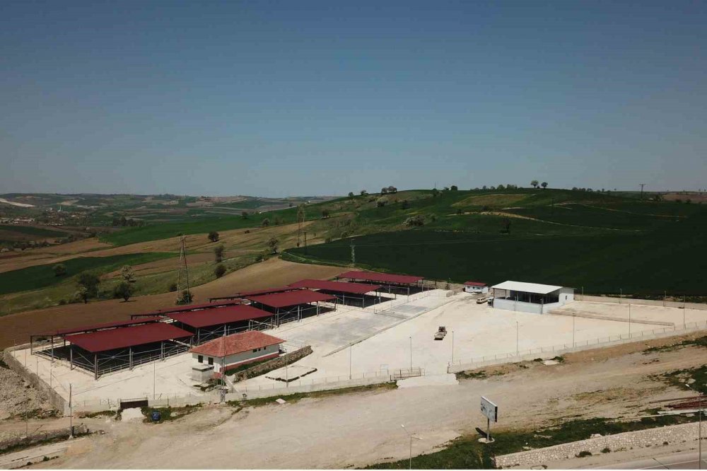 SAMSUN’DA HAYVAN PAZARLARI TEDBİREN KAPATILDI, ’SAT-2’ TİPİ ŞAP HASTALIĞINA RASTLANMADI