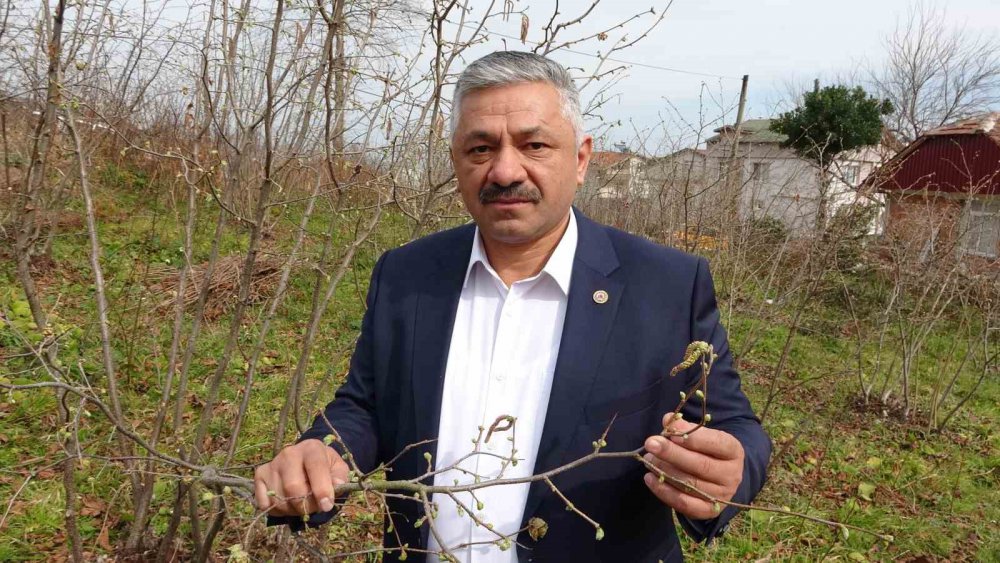 KAHVERENGİ KOKARCALARIN FAZLA GÖRÜLDÜĞÜ VE FINDIK İÇİN CİDDİ BİR ZARARLI OLDUĞU BELİRTİLEREK, "MÜCADELE YAPILMADIĞI SÜRECE FINDIKTA KALİTE VE VERİMİ DÜŞÜRÜYOR, DEPO ÖMRÜNÜ KISALTIYOR" DENİLDİ