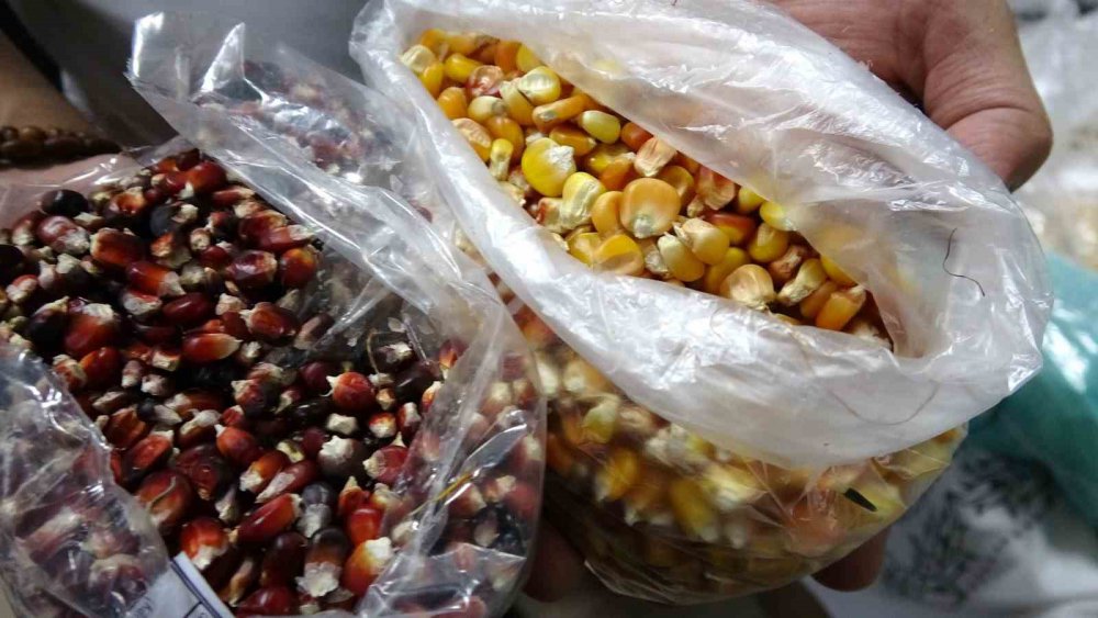 TOKAT'TA, ATA TOHUMLARININ GEN MİRASI OLARAK KALMASI, ÇOĞALTILARAK GELECEK NESİLLERE AKTARILMASI İÇİN DÜZENLENEN ETKİNLİK YOĞUN İLGİ GÖRDÜ