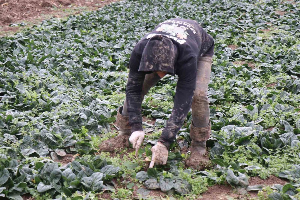 TARLADA 5, MARKETTE 10 LİRA. BARINDIRDIĞI VİTAMİNLER VE İYOT MİNERALLERİ YÖNÜNDEN ZENGİN OLAN ISPANAĞIN SAKARYA'DA HASADI DEVAM EDİYOR