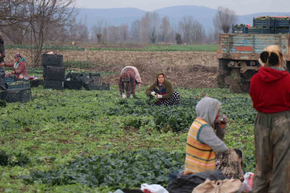 TARLADA 5, MARKETTE 10 LİRA. BARINDIRDIĞI VİTAMİNLER VE İYOT MİNERALLERİ YÖNÜNDEN ZENGİN OLAN ISPANAĞIN SAKARYA'DA HASADI DEVAM EDİYOR