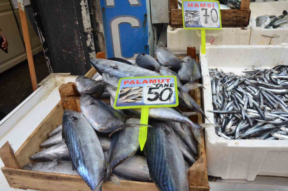 1 EYLÜL'DE BAŞLAYIP, 15 NİSAN'DA SONA ERECEK OLAN BALIK AV SEZONUNU DEĞERLENDİREN ORDULU BALIKÇILAR, BEREKETLİ BİR AV SEZONU GEÇİRDİKLERİNİ, ÖZELLİKLE PALAMUT VE MEZGİT AVINDAN ÇOK MEMNUN OLDUKLARINI BELİRTTİLER