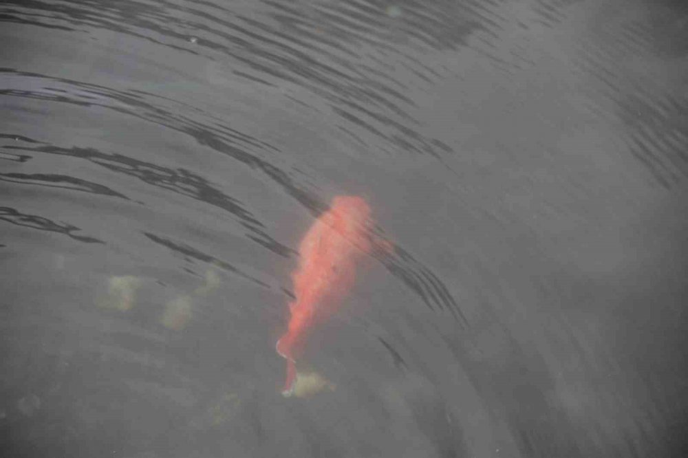 BALIKLI GÖL’ÜN EFSANELERİ VE GİZEMİ KENDİSİNİ KORUMAYA DEVAM EDİYOR. HAVA NE KADAR SOĞUK OLURSA OLSUN DONMAYAN BALIKLI GÖL'DE SAVAŞ ZAMANLARINDA BALIKLARIN SAYISININ AZALDIĞI TESPİT EDİLDİ" DEDİ