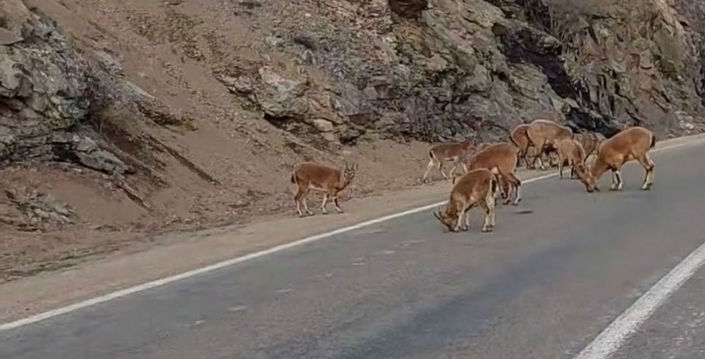 BUZLANMAYI ÖNLEMEK İÇİN YOLA DÖKÜLEN TUZLAR DAĞ KEÇİLERİNE YARADI. GİRESUN'DA KORUMA ALTINDA BULUNAN YABAN KEÇİLERİ, TUZ İHTİYAÇLARINI KARŞILAMAK İÇİN KARAYOLUNA KADAR İNDİ