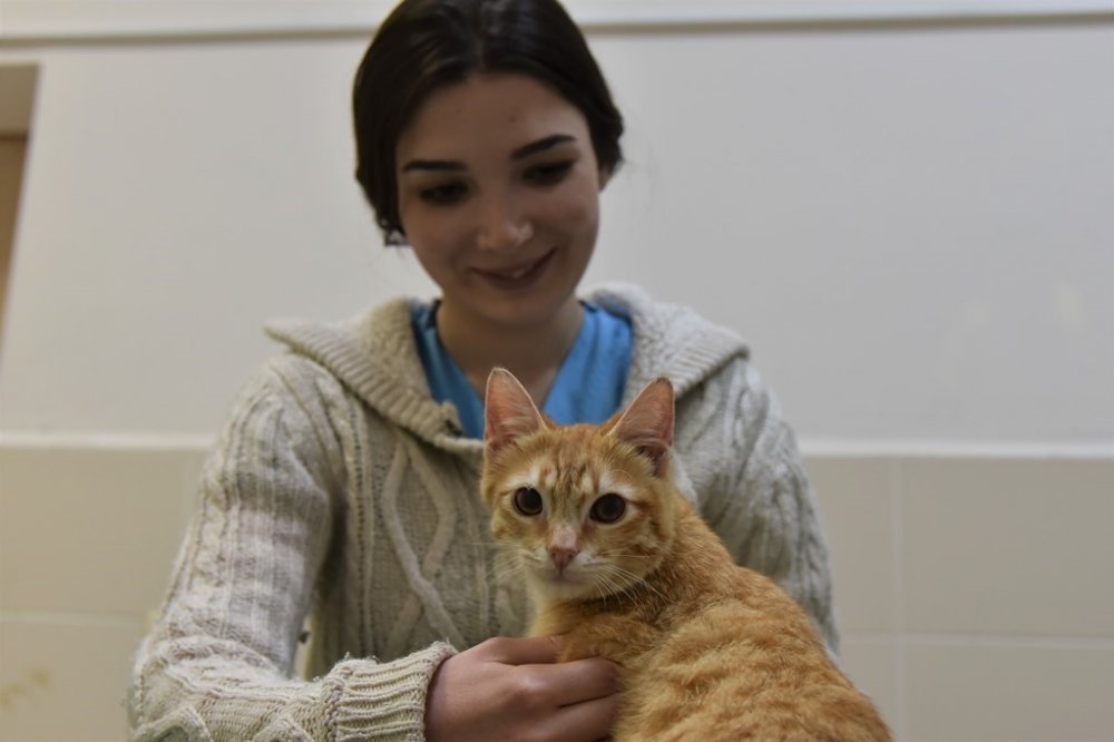 ONDOKUZ MAYIS ÜNİVERSİTESİ VETERİNER FAKÜLTESİ HAYVAN HASTANESİ, 2022 YILINDA 1197'Sİ OPERASYON OLMAK ÜZERE TOPLAMDA 24 BİN 721 HASTA HAYVANIN TEDAVİSİNİ BAŞARIYLA GERÇEKLEŞTİRDİ