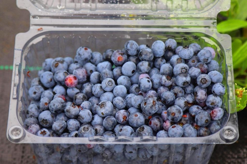 ORDU’DAKİ MAVİ YEMİŞ ALANLARI BÜYÜYOR. ORDU BÜYÜKŞEHİR BELEDİYE BAŞKANI DR. MEHMET HİLMİ GÜLER'İN TARIMSAL EKONOMİK GELİR KAYNAKLARININ ÇEŞİTLENDİRİLMESİ AMACIYLA BAŞLATTIĞI ÇALIŞMALAR MEYVELERİNİ VERMEYE BAŞLADI