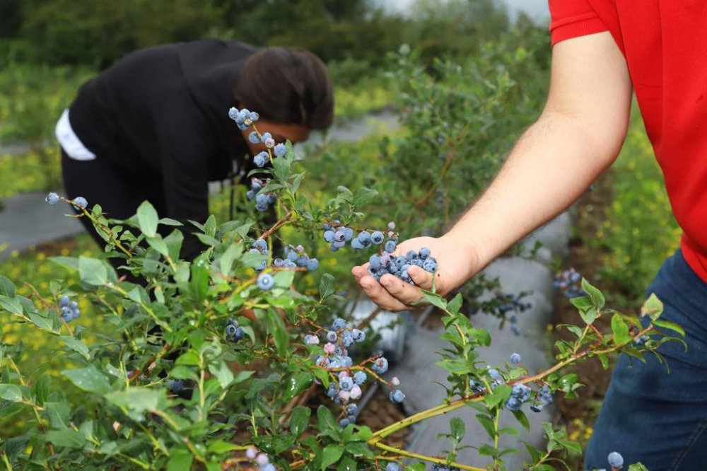 ORDU’DAKİ MAVİ YEMİŞ ALANLARI BÜYÜYOR. ORDU BÜYÜKŞEHİR BELEDİYE BAŞKANI DR. MEHMET HİLMİ GÜLER'İN TARIMSAL EKONOMİK GELİR KAYNAKLARININ ÇEŞİTLENDİRİLMESİ AMACIYLA BAŞLATTIĞI ÇALIŞMALAR MEYVELERİNİ VERMEYE BAŞLADI
