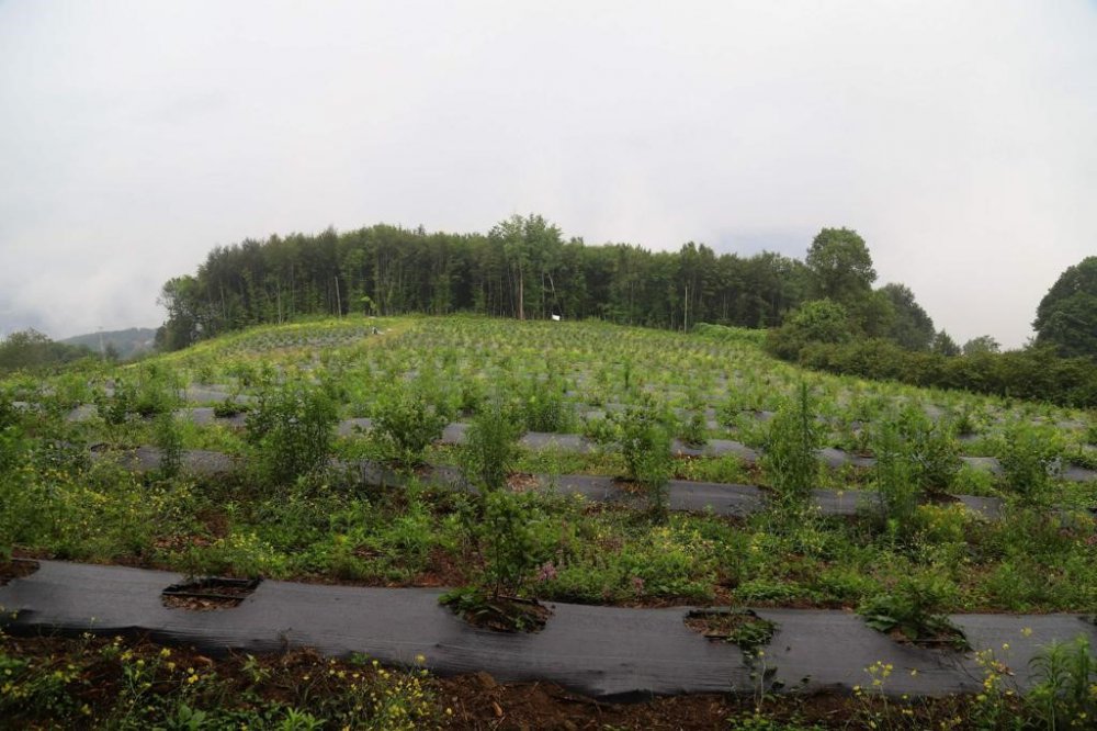 ORDU’DAKİ MAVİ YEMİŞ ALANLARI BÜYÜYOR. ORDU BÜYÜKŞEHİR BELEDİYE BAŞKANI DR. MEHMET HİLMİ GÜLER'İN TARIMSAL EKONOMİK GELİR KAYNAKLARININ ÇEŞİTLENDİRİLMESİ AMACIYLA BAŞLATTIĞI ÇALIŞMALAR MEYVELERİNİ VERMEYE BAŞLADI